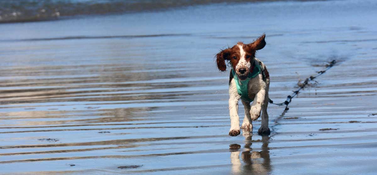 welshie puppy dragging longline