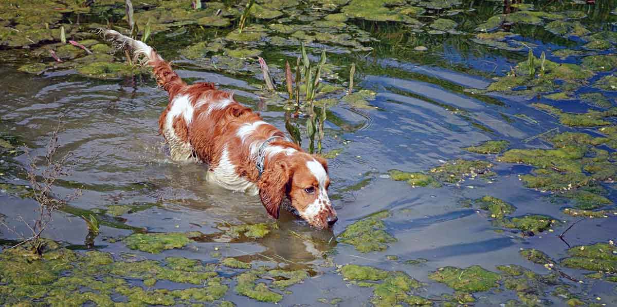welshie puppy wading water