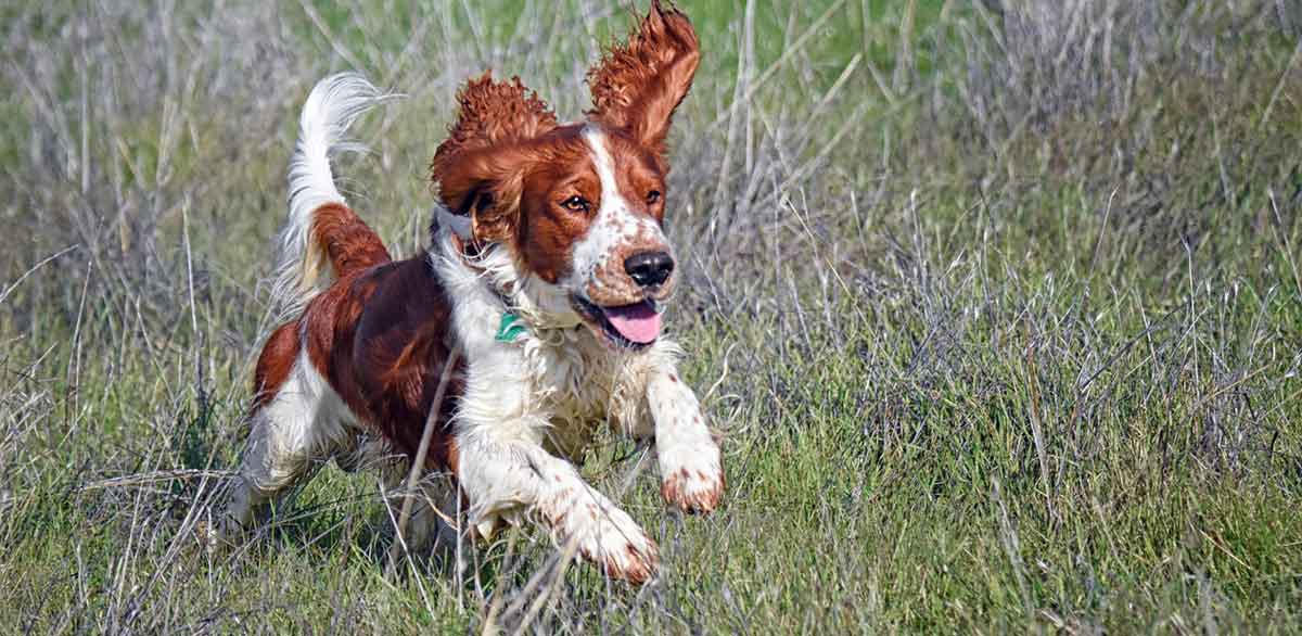 welshie running through brush