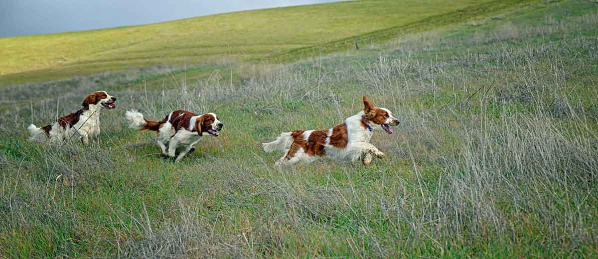 welshies on the run