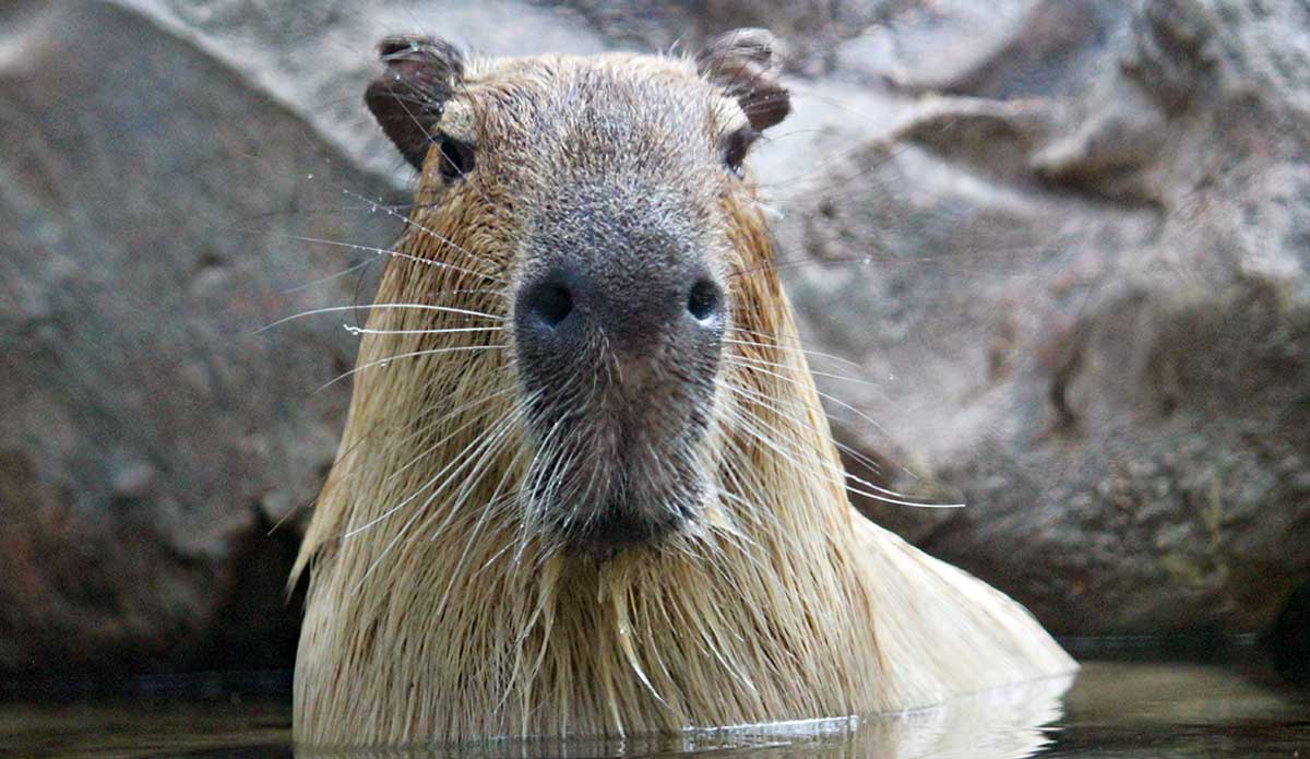 wet capybara