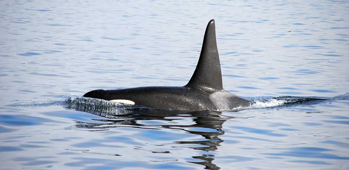 whale in water