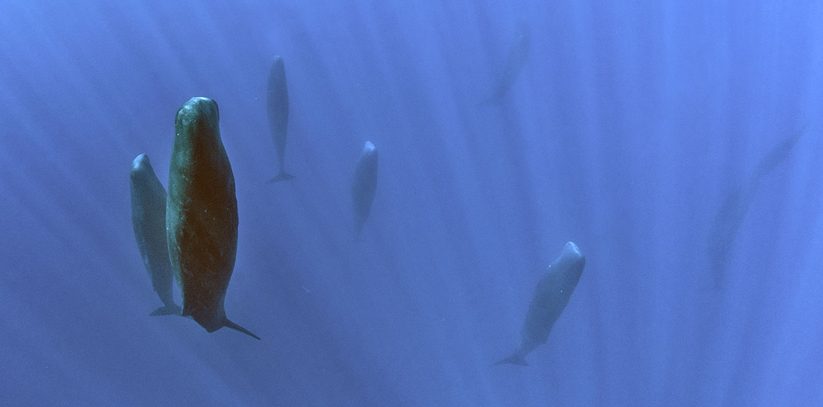 whales sleeping