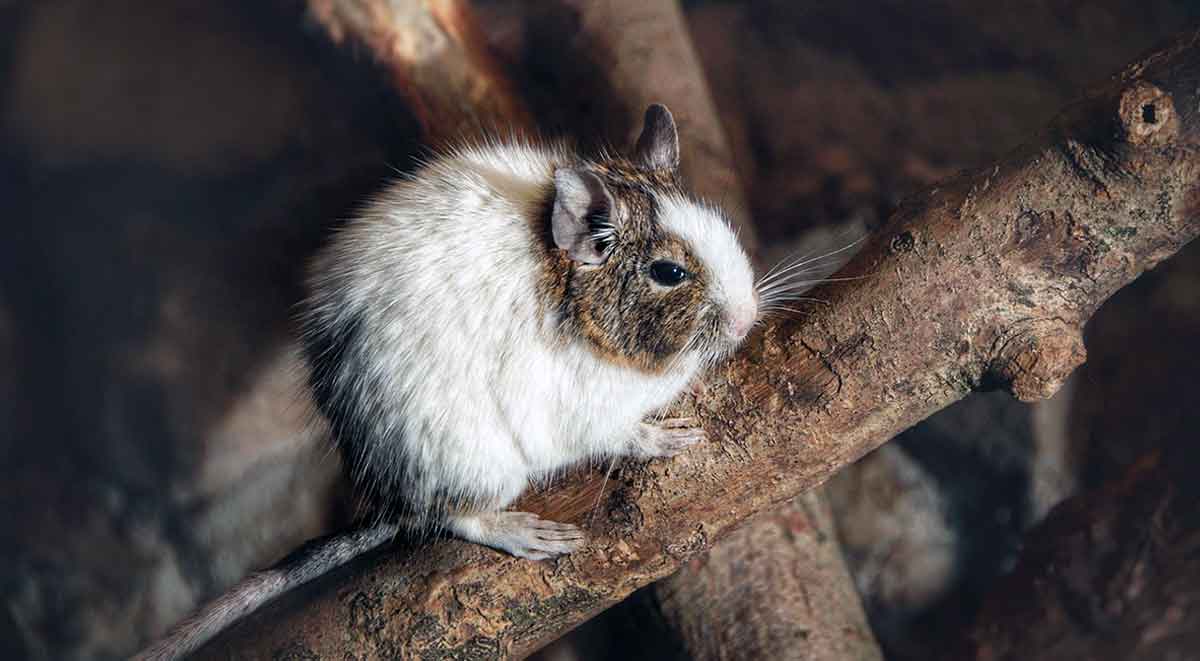 white and brown degu on branch