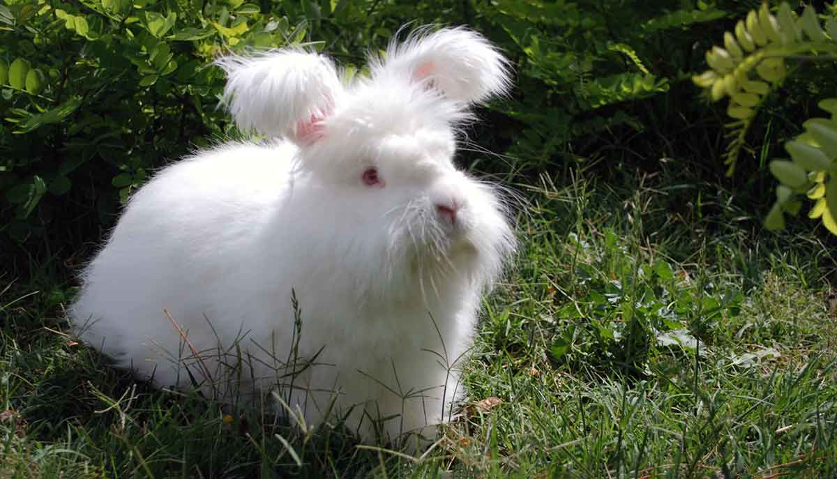 white angora rabbit