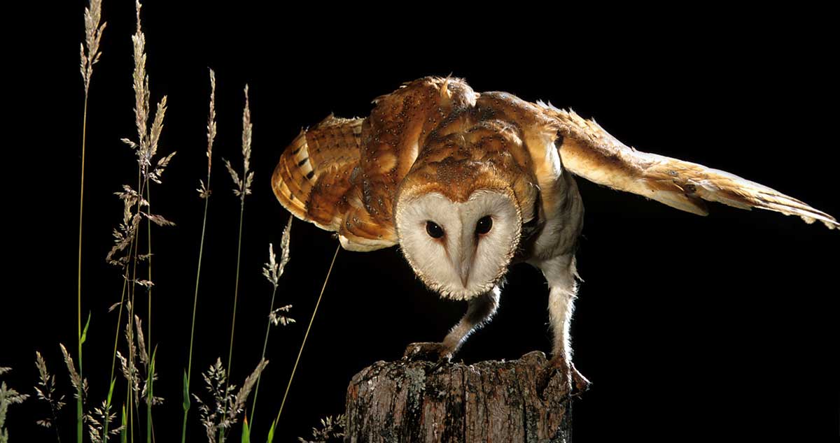 white barn owl night hunting