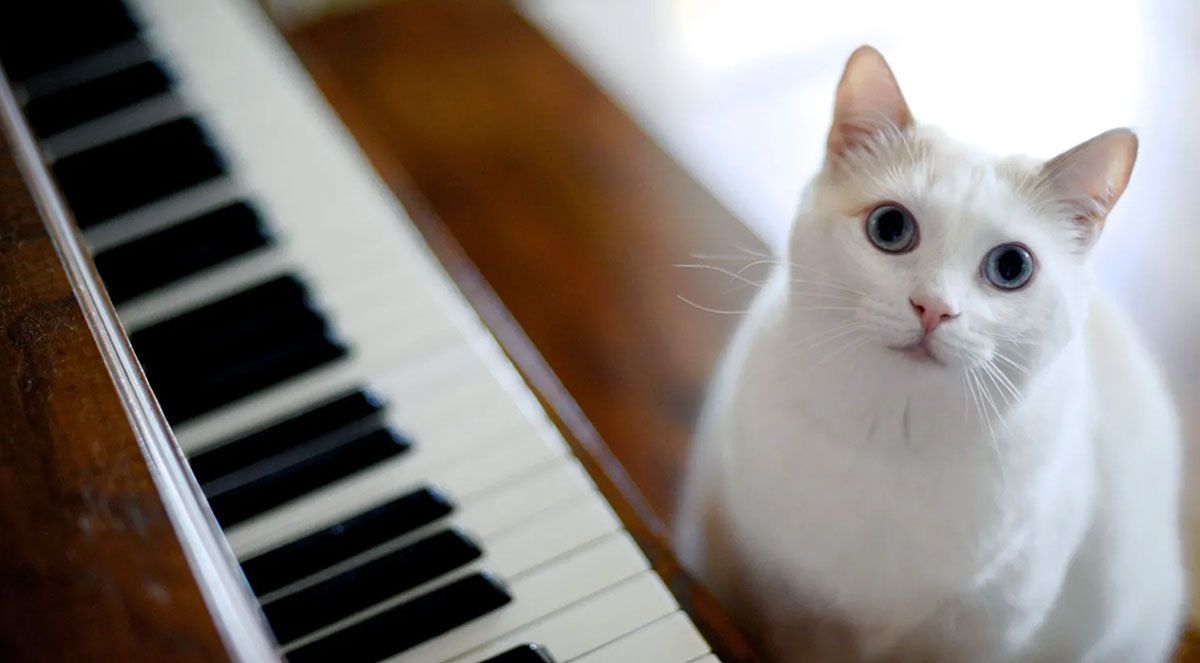 white cat at piano