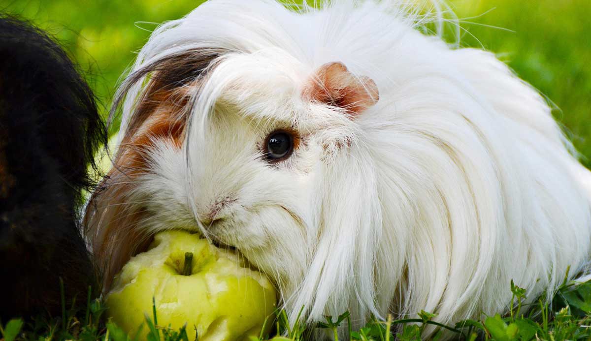 white peruvian guinea pig eating an apple