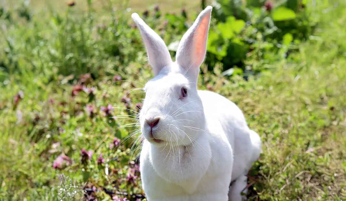 white rabbit with large dewlap