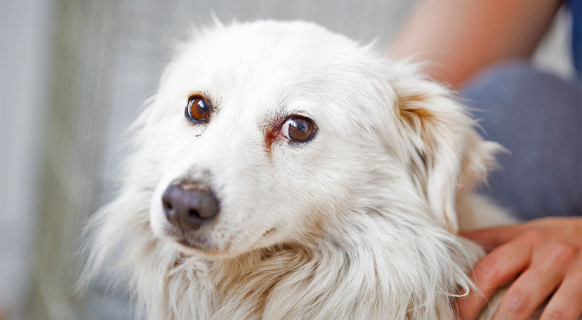 white dog side eye