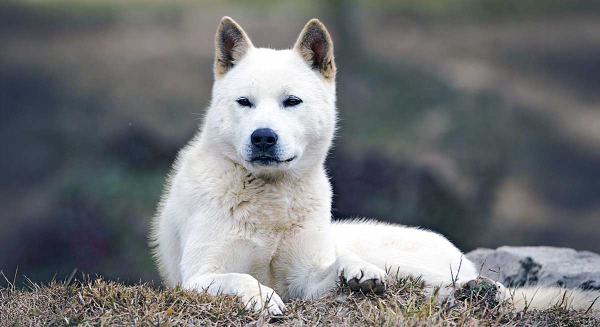 whole body portrait of a jindo
