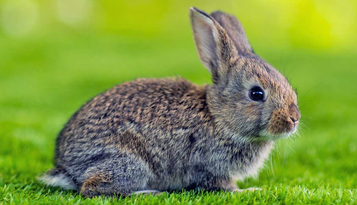 why is my pet rabbit eating its own poop