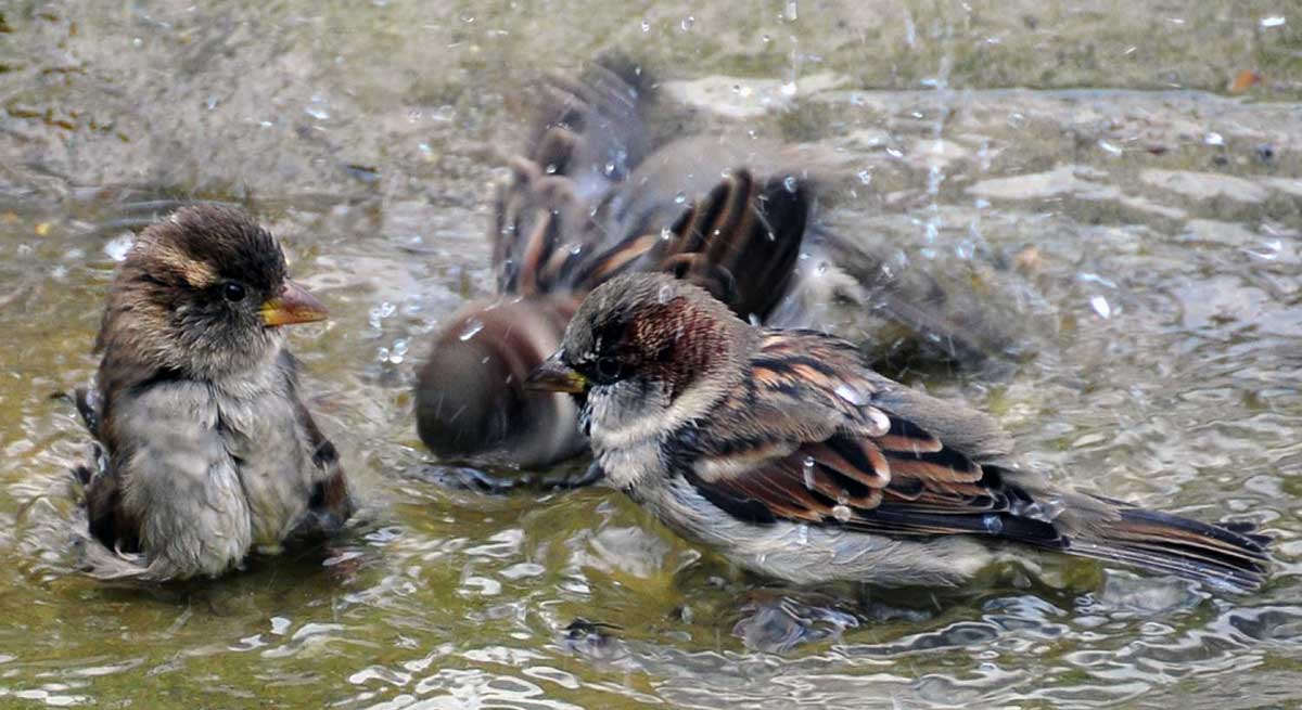 wild birds bathing