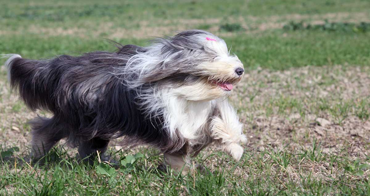 wind blown bearded collie