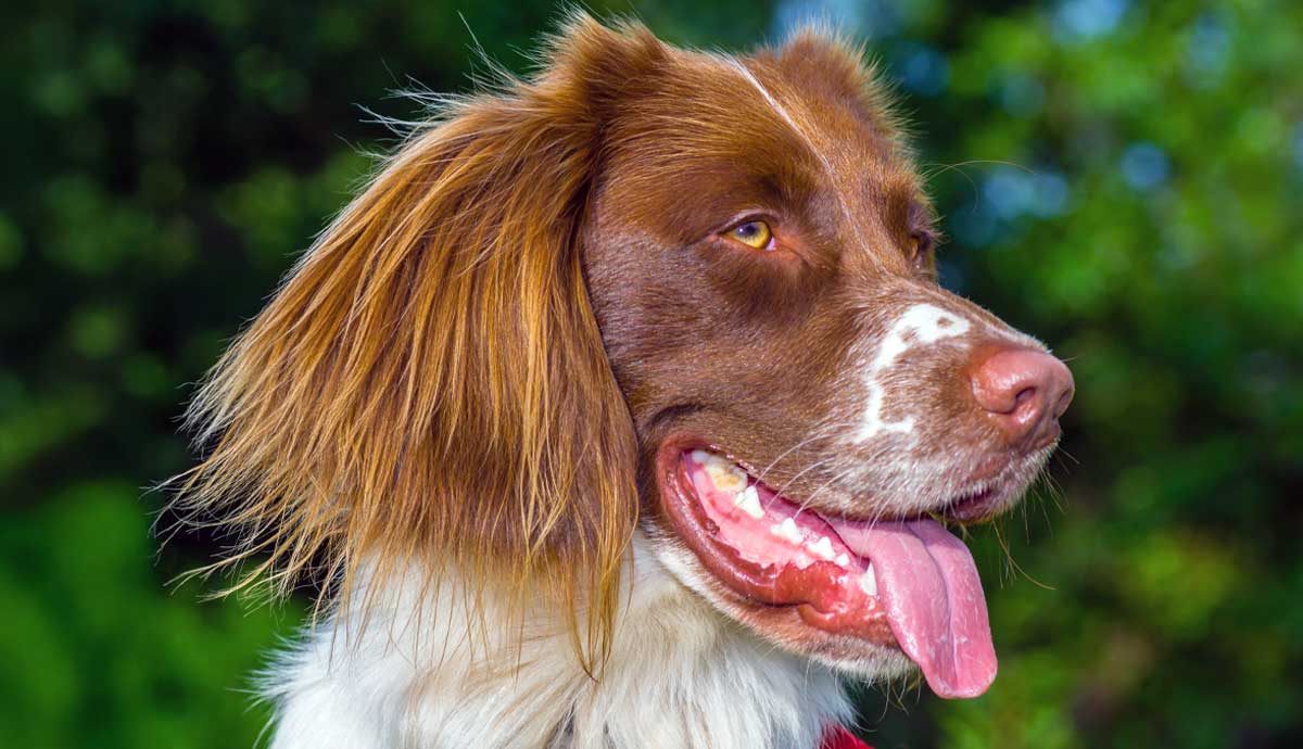 The Wonderful Welsh Springer Spaniel: 4 Things to Know