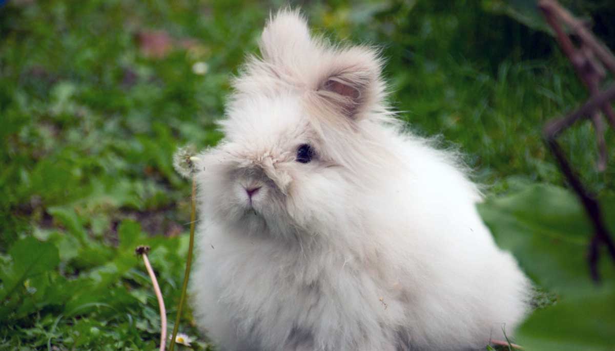 young angora rabbit