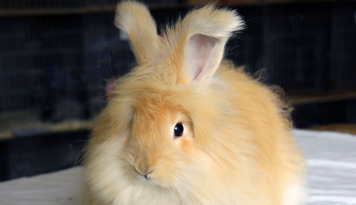 young orange angora
