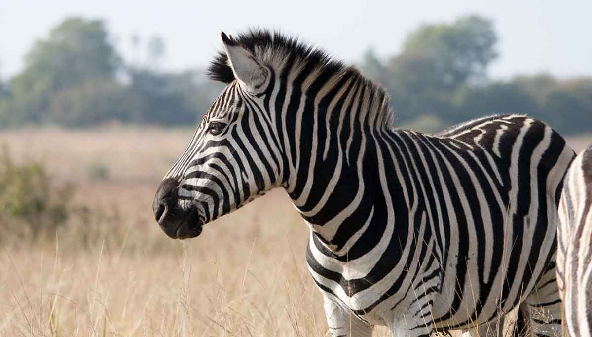 zebra