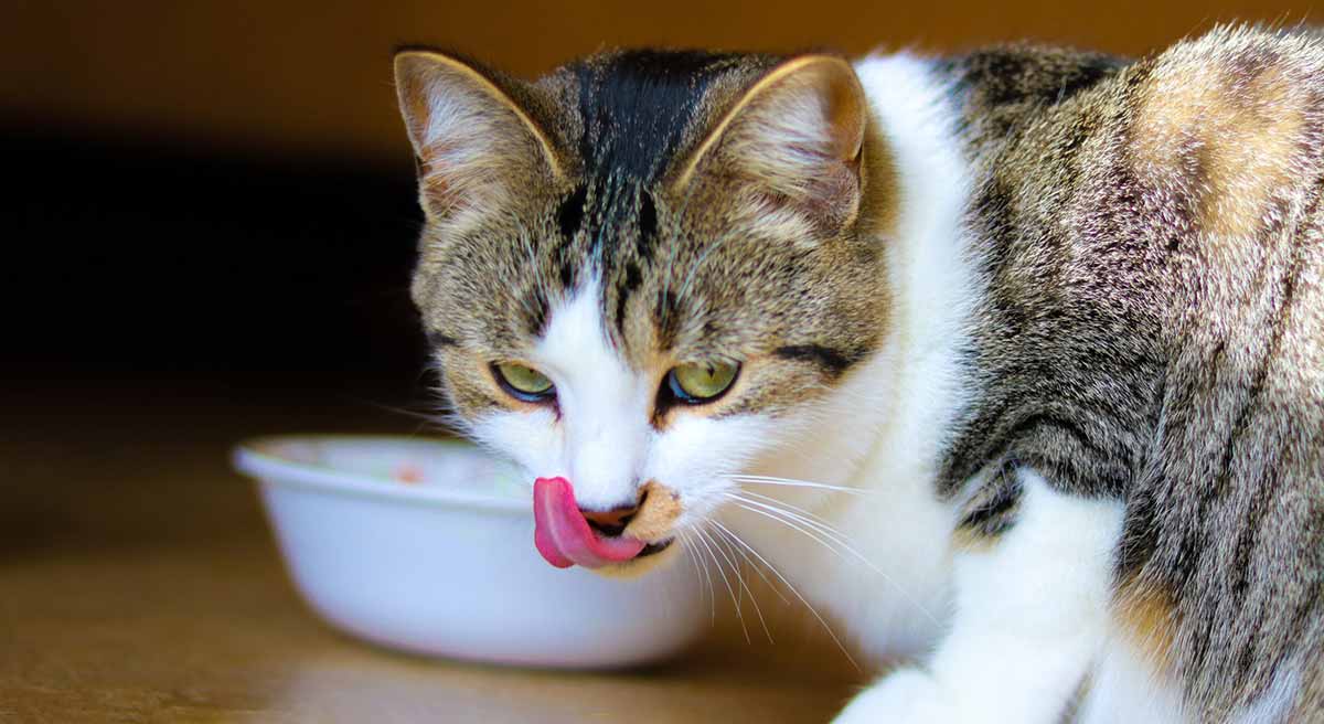 Cat eating