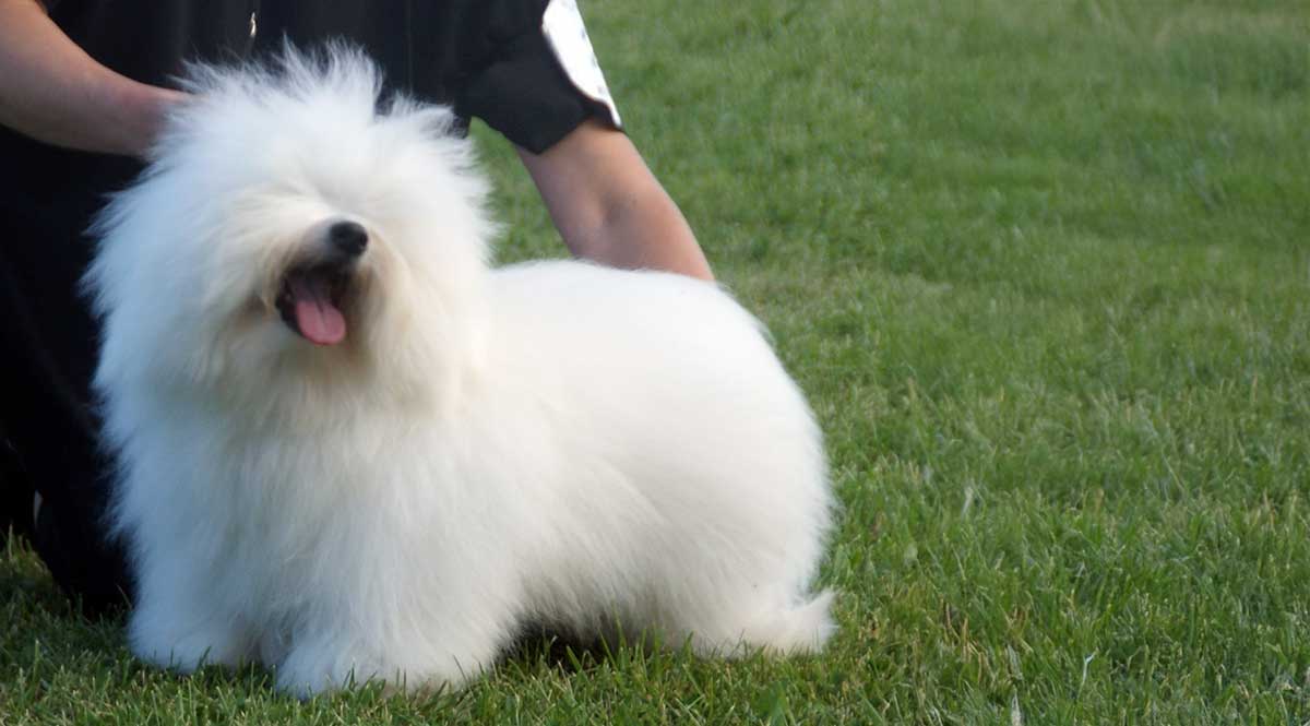 Coton de Tulear