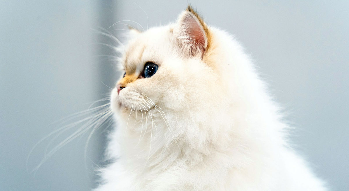 Golden shaded British longhair