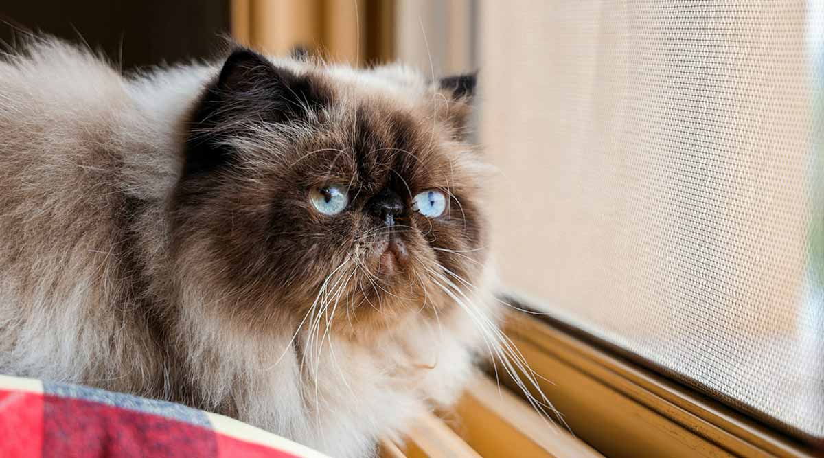 Himalayan cat looking out window