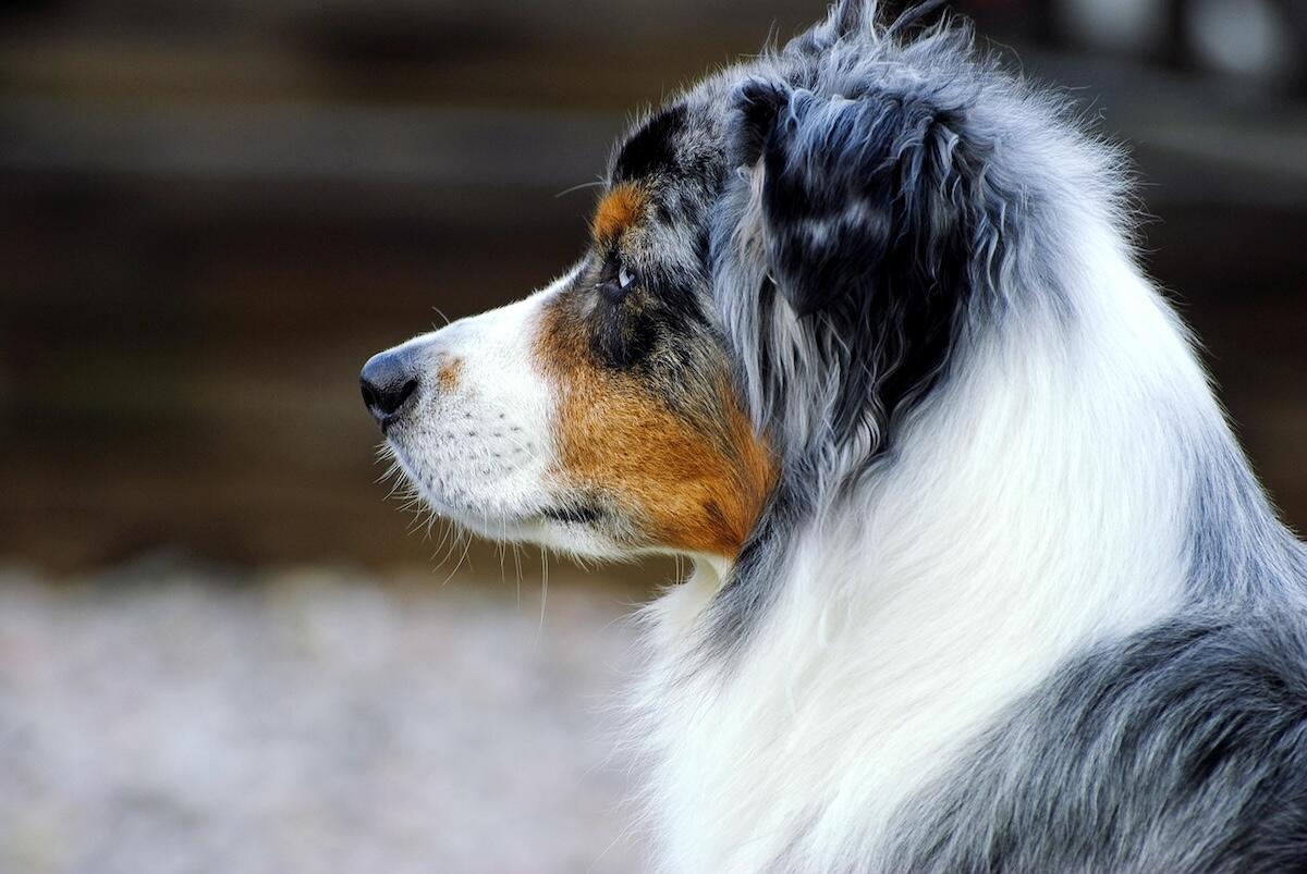 A side profile of a Miniature American Shepherd