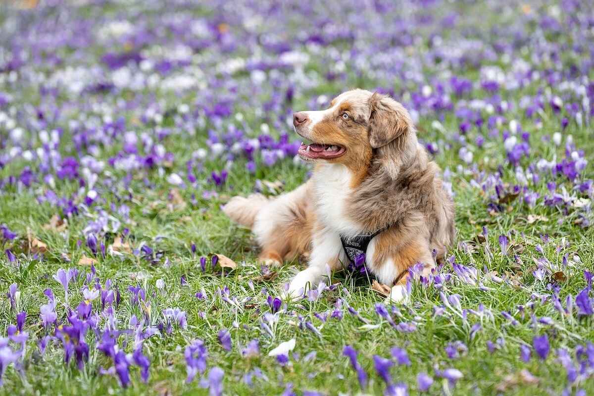 A young Mini American Shepherd lies in a field of purple and white flowers