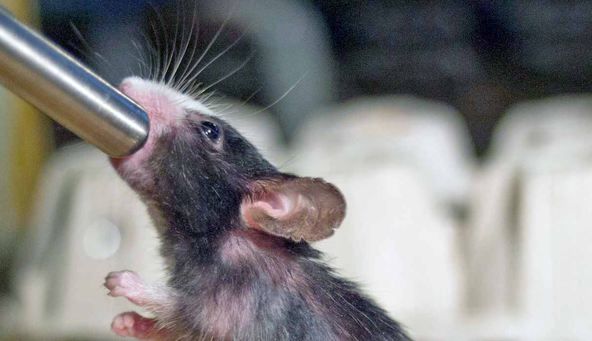 Pet mouse drinking