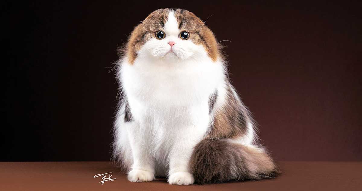 Scottish Fold brown and white sitting on floor