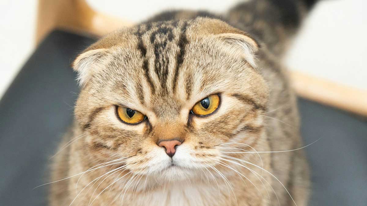 Scottish fold tortoiseshell color cat