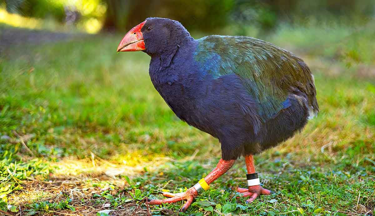 Takahē