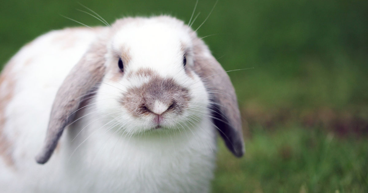 adorable lop eared rabbit