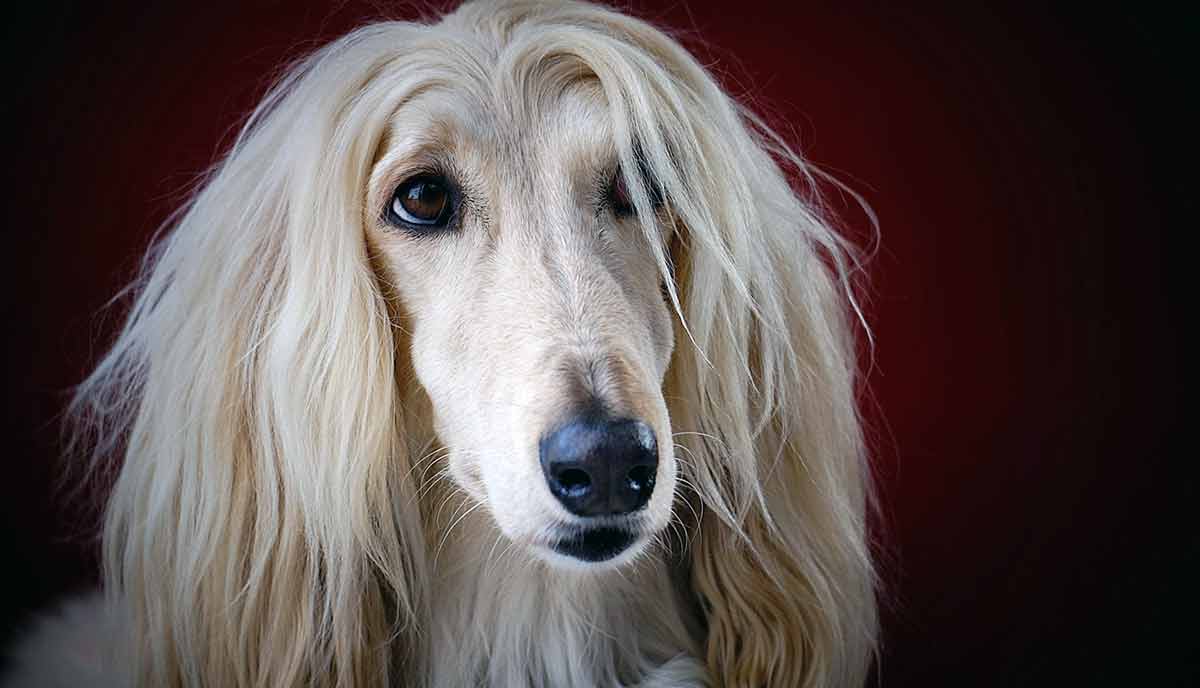 afghan hound red background