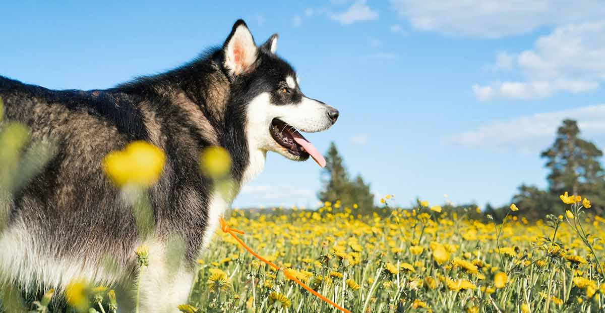 alaskan malamute dandelion field