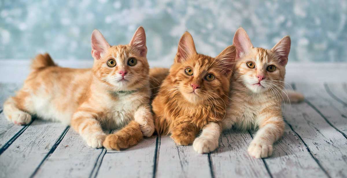 american bobtail three gingers
