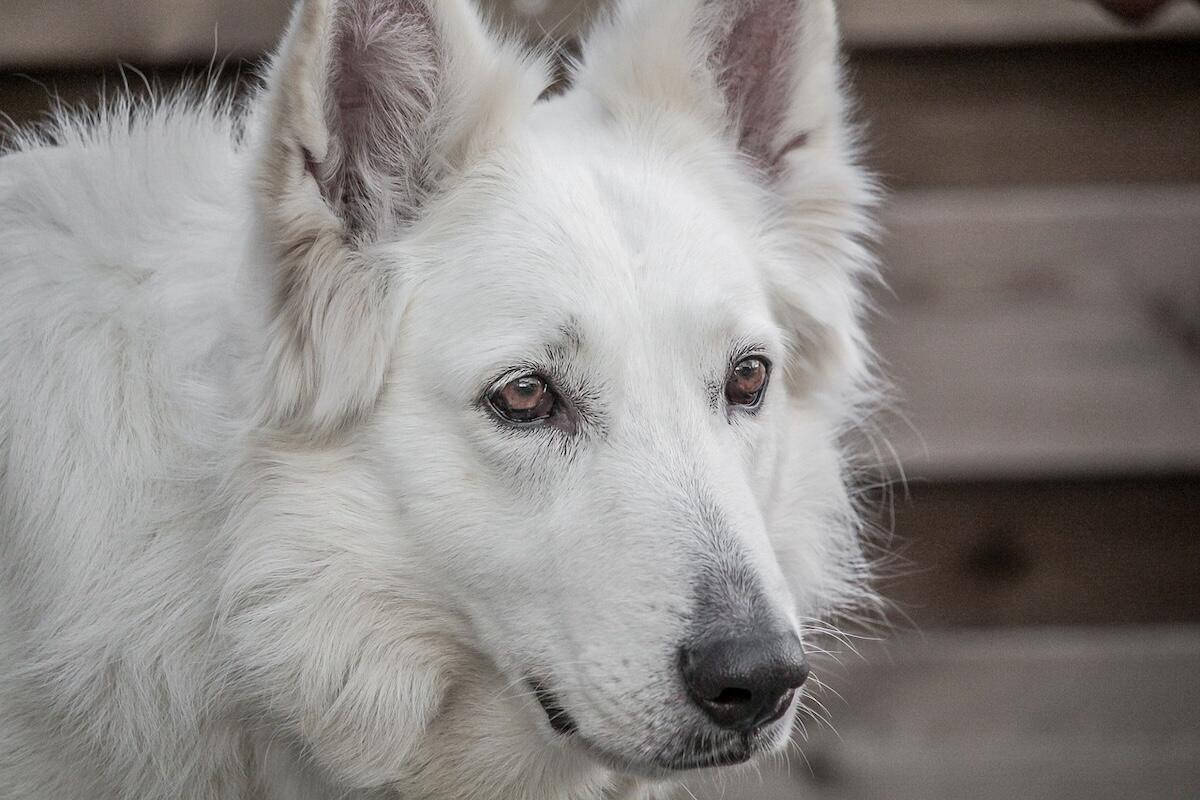Miniature American Shepherd health