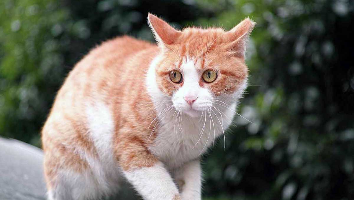 anxious looking cat