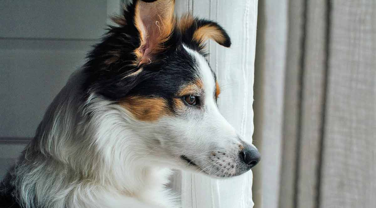 australian shepherd looking out the window
