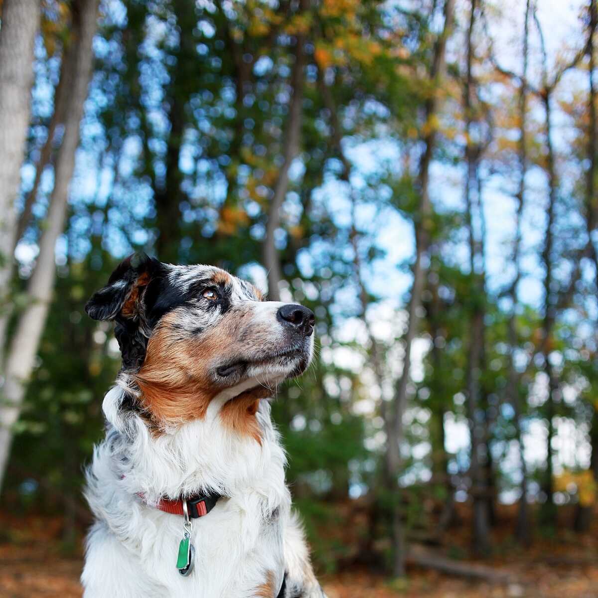 A Miniature American Shepherd in the forest