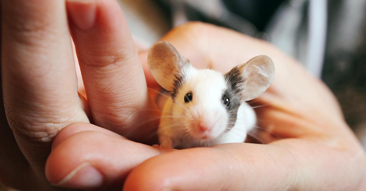 baby mouse