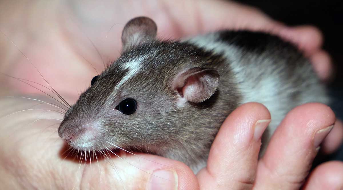 baby rat