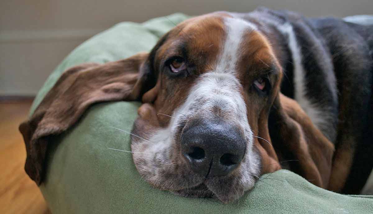 basset hound resting