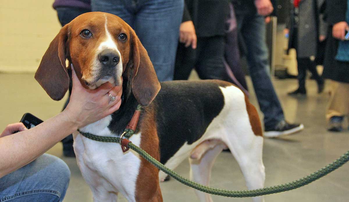 beagle at dog show