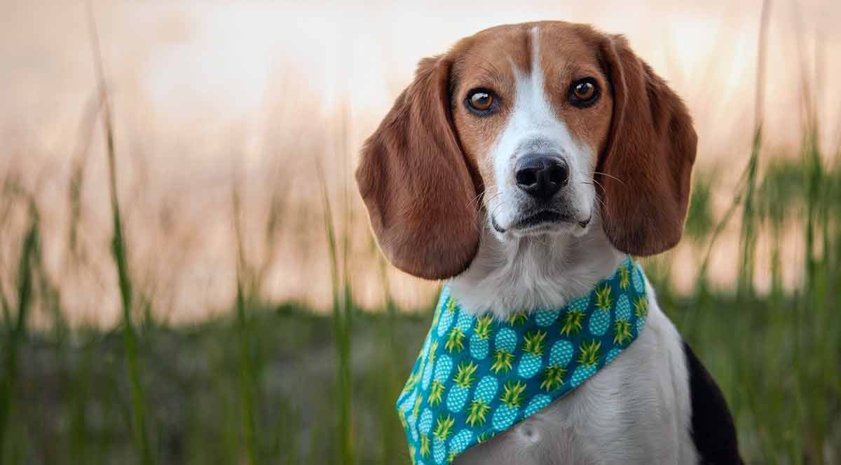 beagle with green dog scarf