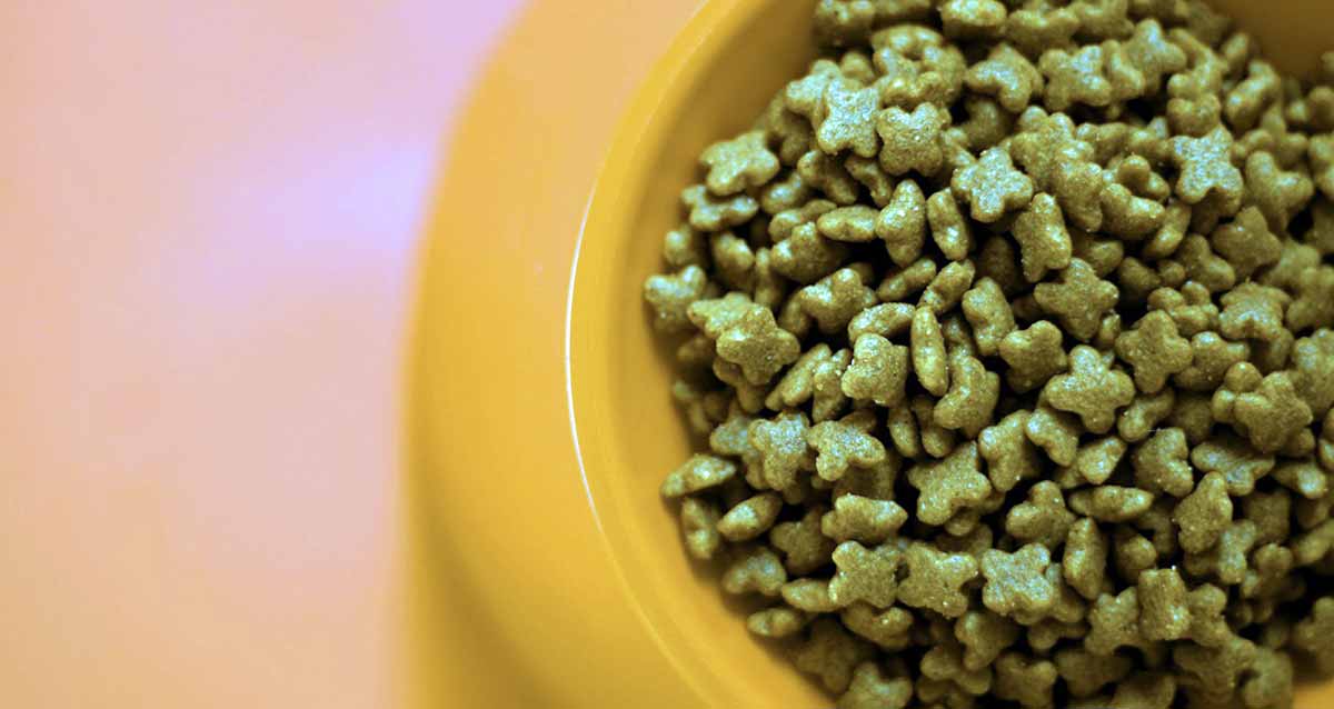 best cat food brands