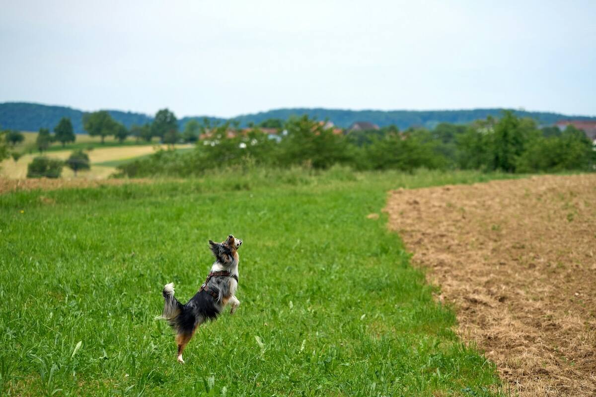 A young mini American shepherd leaps in the air to catch a ball