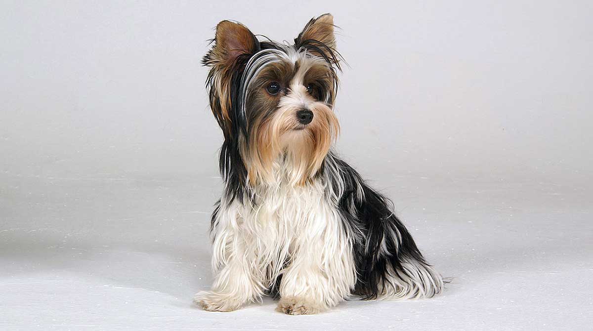 biewer terrier