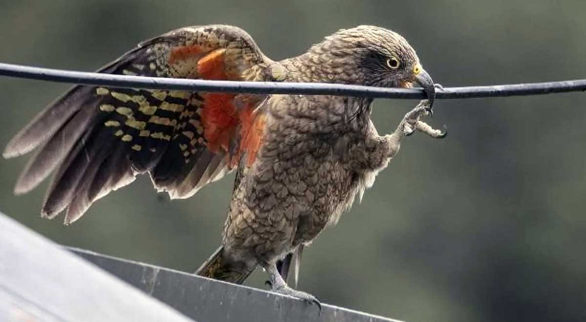 bird chewing on wire