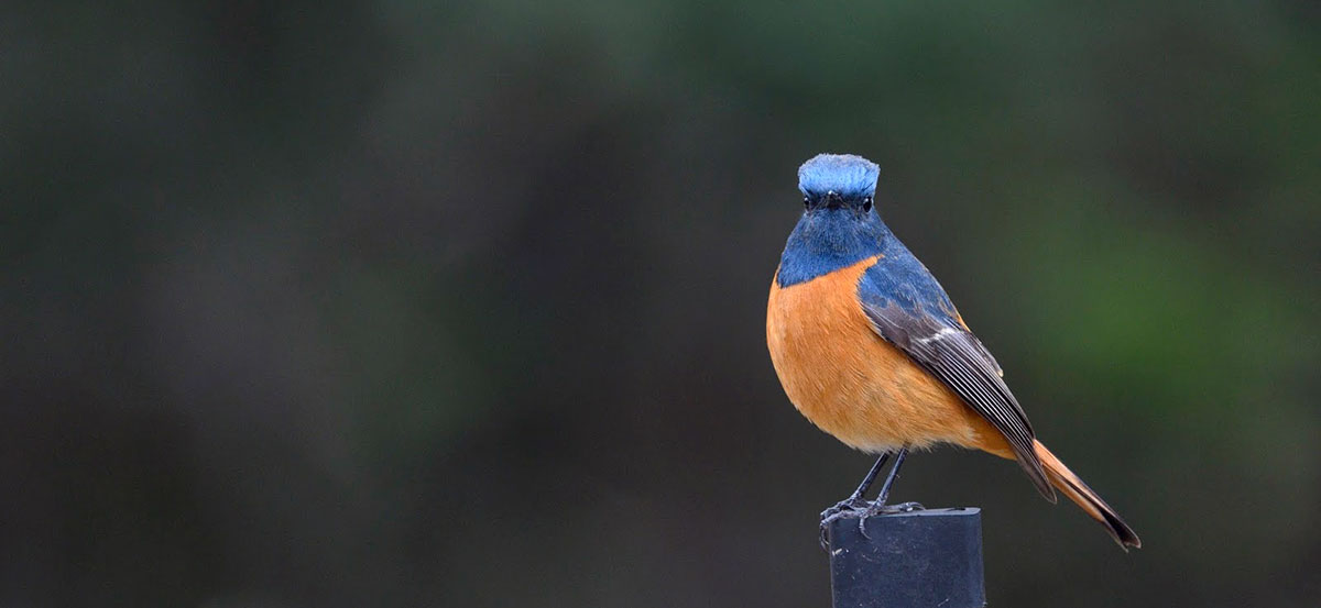 bird perched on pole